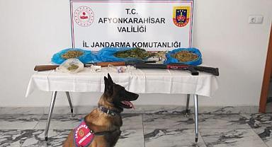 MISIR TARLASINA KENEVİR EKTİ.!!