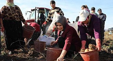 Vali Yiğitbaşı Şuhut İlçesinde Patates Hasadına Katıldı