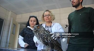 Afyonkarahisar'da yaralı bulunan iki puhu tedavi altına alındı