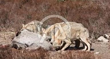 Afyonkarahisar'da beslenen kurt sürüsü görüntülendi