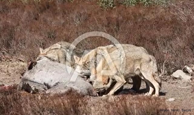 Afyonkarahisar'da beslenen kurt sürüsü görüntülendi