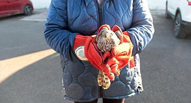 Afyonkarahisar'da tedavisi tamamlanan atmaca doğaya salındı