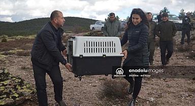 Antalya'da tedavisi tamamlanan kara akbaba, Afyonkarahisar'da doğaya salındı