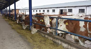 Babasının izinden giden ziraat mühendisi, devlet desteğiyle hayvan yetiştiriciliği yapıyor