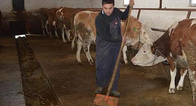 Genç mühendis, aldığı devlet desteğiyle besicilik yapıyor