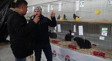 Ulusal yarışlarda derece alan kümes hayvanları 