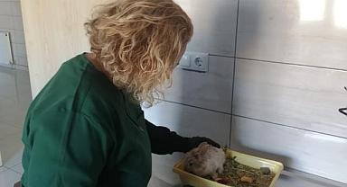 AKÜREM'de parkta bulunan yavru tavşan tedavi edildi