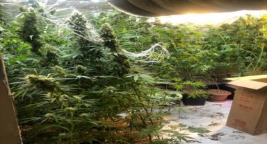 İzmir'de evinde Hint keneviri yetiştiren kişi tutuklandı