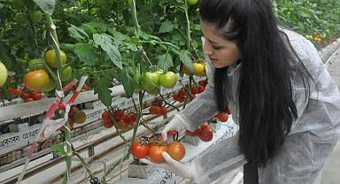 Kaymakamlardan, domates serasına ziyaret