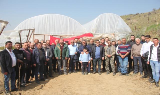 Manisa'da serada yetişen üzüm mayısta hasat edilecek