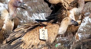 Afyonkarahisar'da 2 kızıl akbaba fotoğraflandı