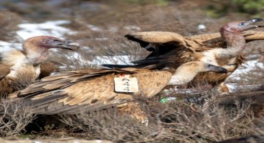 Afyonkarahisar'da 2 kızıl akbaba fotoğraflandı