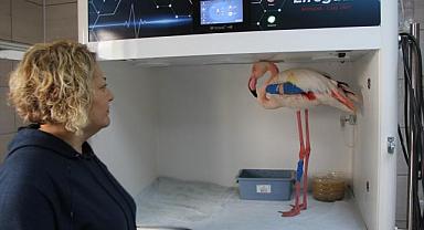Afyonkarahisar’da yaralı bulunan flamingo, AKÜREM’de tedavi altına alındı