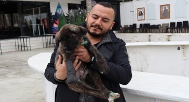 Denizli'de işkence gördüğü belirlenen köpek yavrusuyla ilgili suç duyurusu
