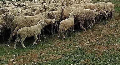 Dinar'da Çobanlar Silahlı Kavga Etti