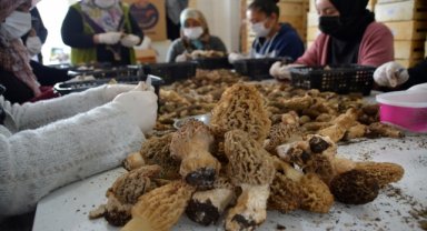 Muğla'da dağlardan toplanan kuzugöbeği mantarı ihraç ediliyor