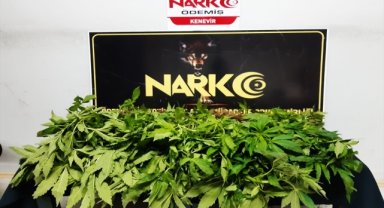 Ödemiş'te 99 kök Hint keneviri ele geçirildi