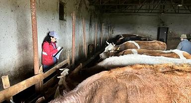 Sandıklı'da büyükbaş hayvanlarda aşılama ve kimliklendirme çalışmaları sürüyor