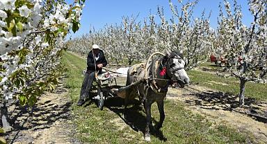 4. Geleneksel Sultandağı Kiraz Çiçeği Foto Safari etkinliği yapıldı