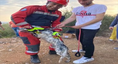 Bodrum'da kuyuya düşen köpek kurtarıldı