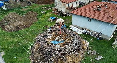 Çay'da yuvası yanan leylek yeni yuva yaptı