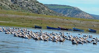 Frig Vadisi'ndeki Porsuk Baraj Gölü pelikanları ağırlıyor
