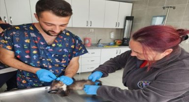 Kütahya'da yaralı sansar yavrusu tedaviye alındı