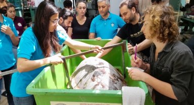 Muğla'da uydu takip cihazı takılan caretta caretta denize bırakıldı