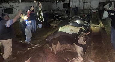 Afyonkarahisar'da elektrik akımına kapılan 12 büyükbaş telef oldu