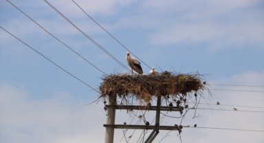 Afyonkarahisar'da leylekler yıllardır aynı elektrik direğinde konaklıyor