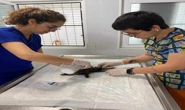 Bodrum'da aracın çarptığı kedi yavrusu tedaviye alındı