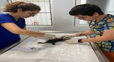 Bodrum'da aracın çarptığı kedi yavrusu tedaviye alındı