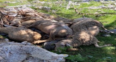 Denizli'de yıldırım isabet eden 27 koyun telef oldu