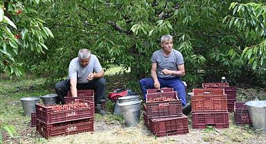 Hasadına başlanan kirazda rekolte beklentisi yüksek