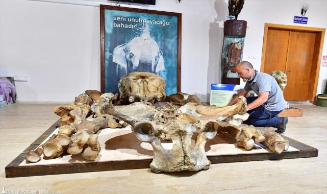 İzmir'in simgelerinden fil Pak Bahadır'ın iskeleti müzede sergilenecek