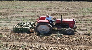 Muğla'da turfanda patates hasadı sona erdi