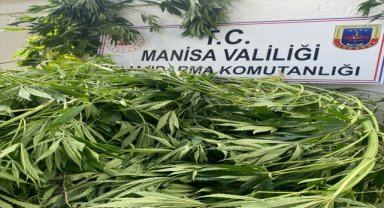 Sarıgöl'de 174 kök kenevir bitkisi ele geçirildi