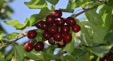 Afyonkarahisar'da fiyat düşüşü nedeniyle dün duran ihracatlık kiraz alımı yarın yeniden başlayacak