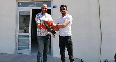 Afyonkarahisar'ın Emirdağ ilçesinde yaralı bulunan kızıl şahin tedavi altına alındı.