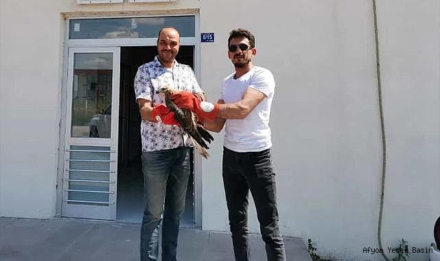 Afyonkarahisar'ın Emirdağ ilçesinde yaralı bulunan kızıl şahin tedavi altına alındı.
