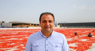 Aşırı sıcaklar Ege ovalarındaki domates mesaisini erken bitirecek