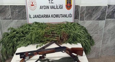 Aydın'da 73 kök Hint keneviri ele geçirildi