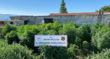 Aydın'da çiftlikte kenevir yetiştiren kişi tutuklandı