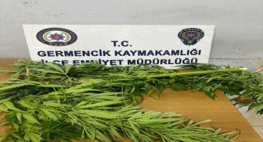 Aydın'da evinin bahçesinde Hint keneviri yetiştiren kişi gözaltına alındı
