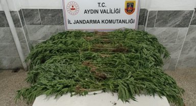 Aydın'da kenevir yetiştiren şüpheli yakalandı