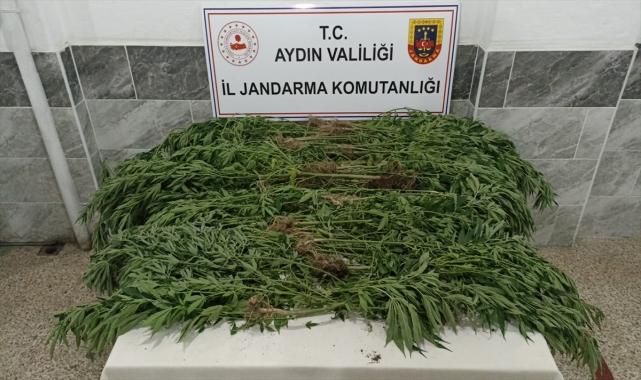Aydın'da kenevir yetiştiren şüpheli yakalandı