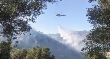 Aydın'da zeytinlikte çıkan yangına müdahale ediliyor