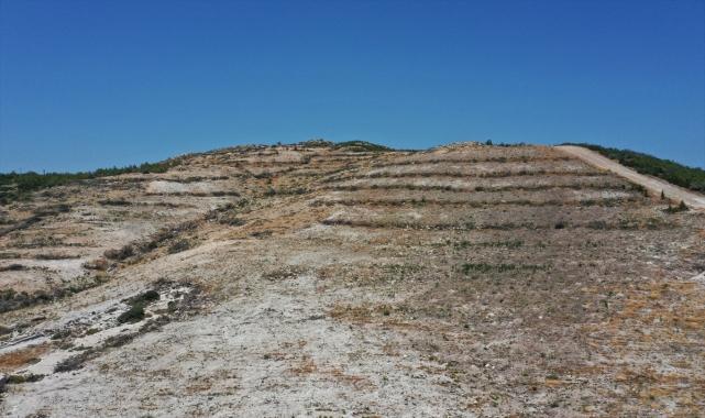 Çeşme'nin kıyıları, yanan alanlara dikilen sakız ağaçlarıyla yeşerecek