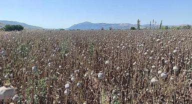 Dinar'da Haşhaş Hasatı Başladı