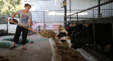 İngiliz gelin, aşkı için yerleştiği Aydın'da hayvancılığa başladı